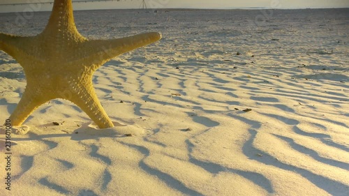 Sea star standing on wavelike sand shapes beach