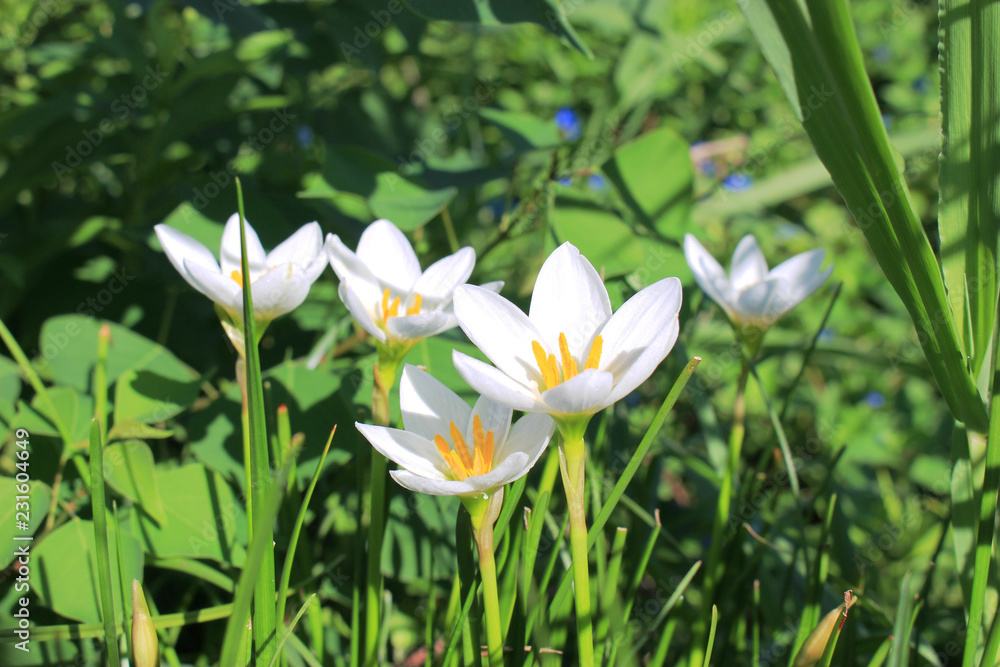タマスダレの花 タマスダレの花
