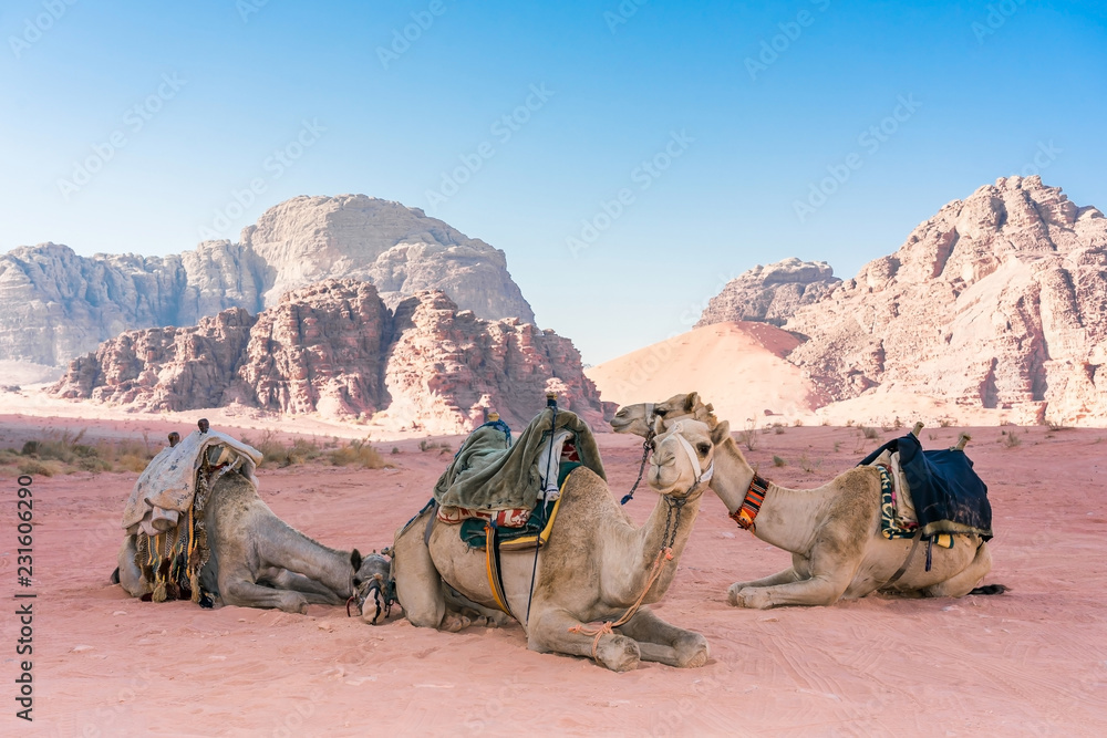 Fototapeta premium Desert landscape with camel. Sand, mountains and a desert on a Wadi Rum desert in Jordan
