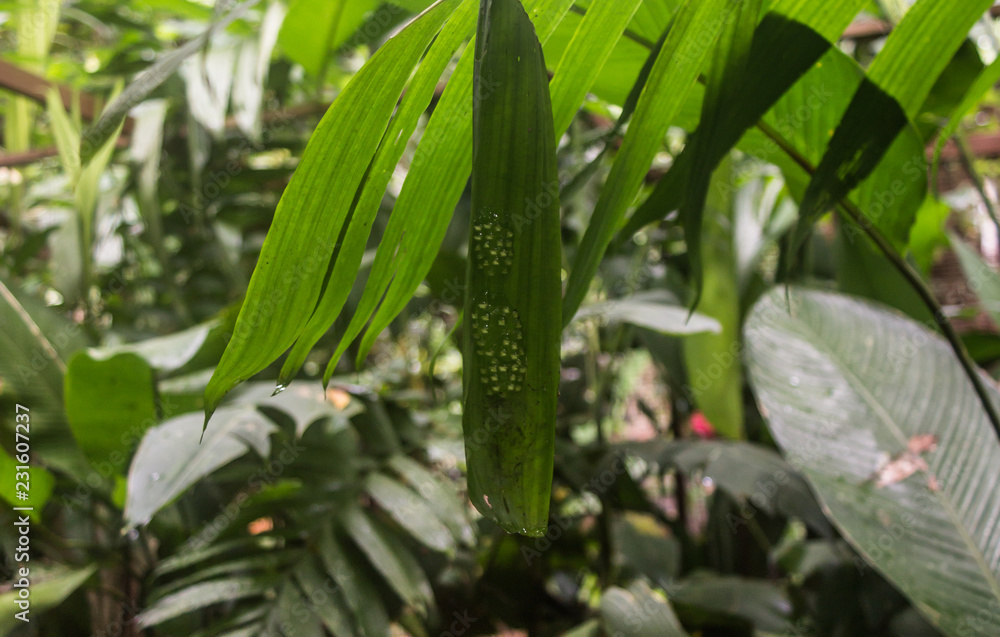 Fototapeta premium Frogspawn eggs on a leaf waiting to hatch in a rainforest in Costa Rica