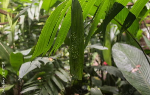 Frogspawn eggs on a leaf waiting to hatch in a rainforest in Costa Rica