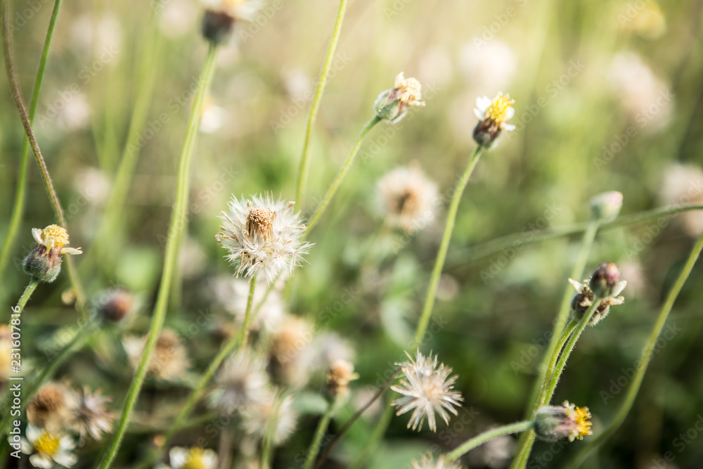 grass flowers with morning sunlight grass flowers with morning sunlight