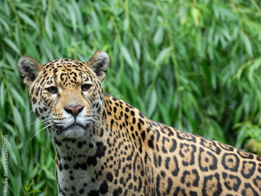 Jaguar Jaguar