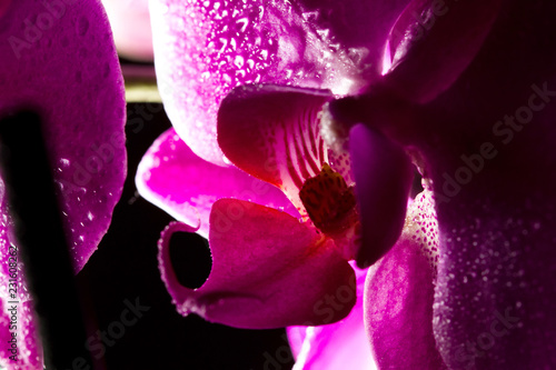 Fototapeta Naklejka Na Ścianę i Meble -  Orchid flower closeup stretching into blur. macrophotography