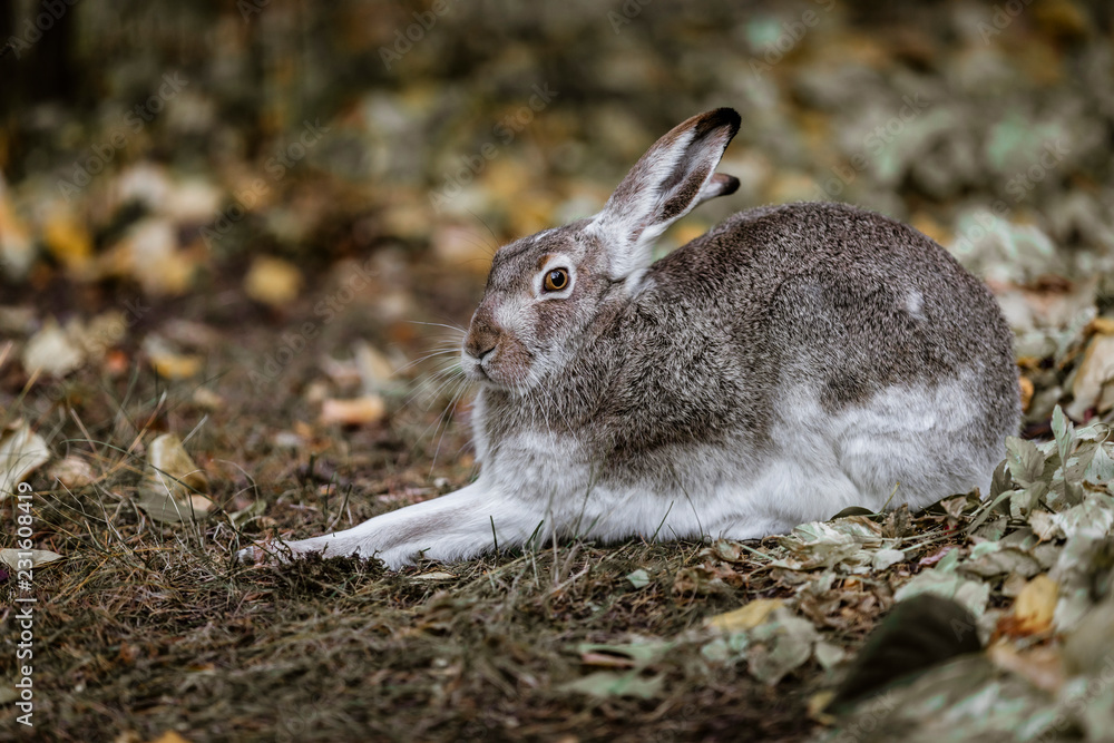 Fototapeta premium A white-tailed jackrabbit sits in the undergrowth. Taken in Edmonton, Alberta, Canada.