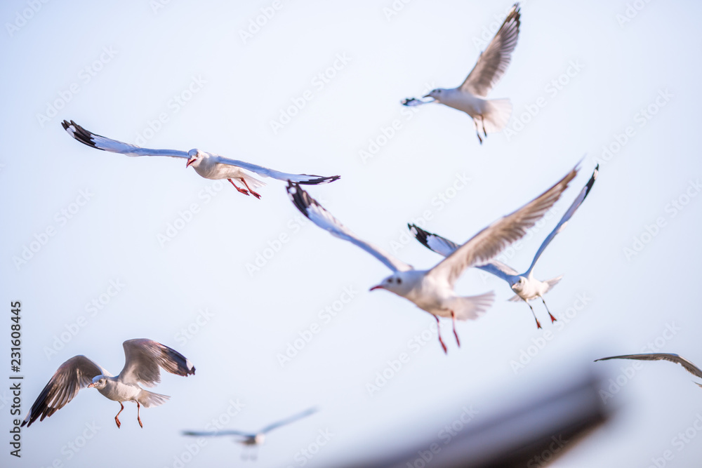 Obraz premium Seagull is a type of seabird, a medium to large bird. Gray or white hair Some species have black spots on the head or wings, mouths are thick and the feet are large. The birds are behaving in a large