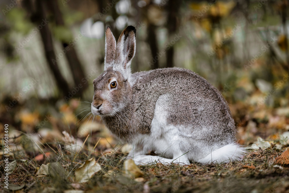 Fototapeta premium A white-tailed jackrabbit sits in the undergrowth. Taken in Edmonton, Alberta, Canada.