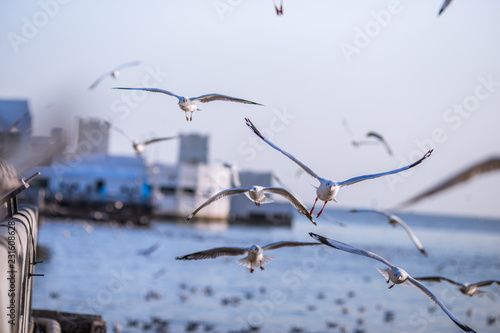 Seagull is a type of seabird  a medium to large bird. Gray or white hair Some species have black spots on the head or wings  mouths are thick and the feet are large. The birds are behaving in a large
