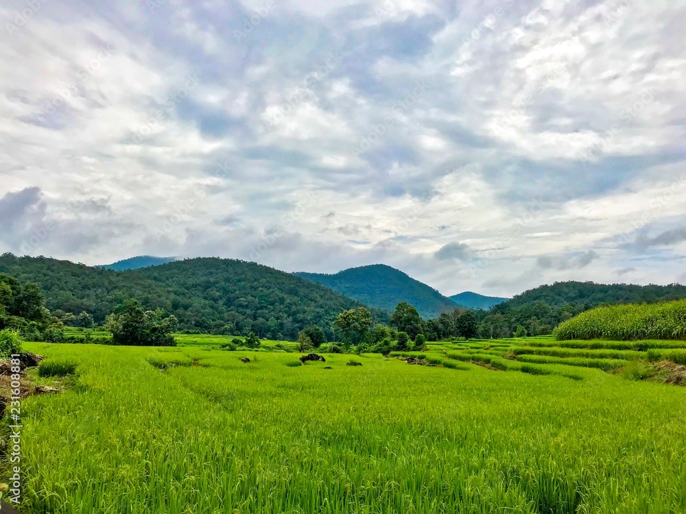 Beautiful rice field  background blue sky, Chiang rai Province, Northern of Thailand