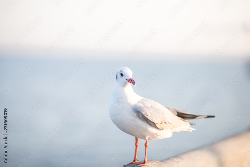 Larus brunnicephalus, Seagull, is a medium to large bird. , Gray or white hair, long mouth, and large feet. Are combined into a large crowd. Trivia along the coast Larus brunnicephalus, Seagull, is a medium to large bird. , Gray or white hair, long mouth, and large feet. Are combined into a large crowd. Trivia along the coast