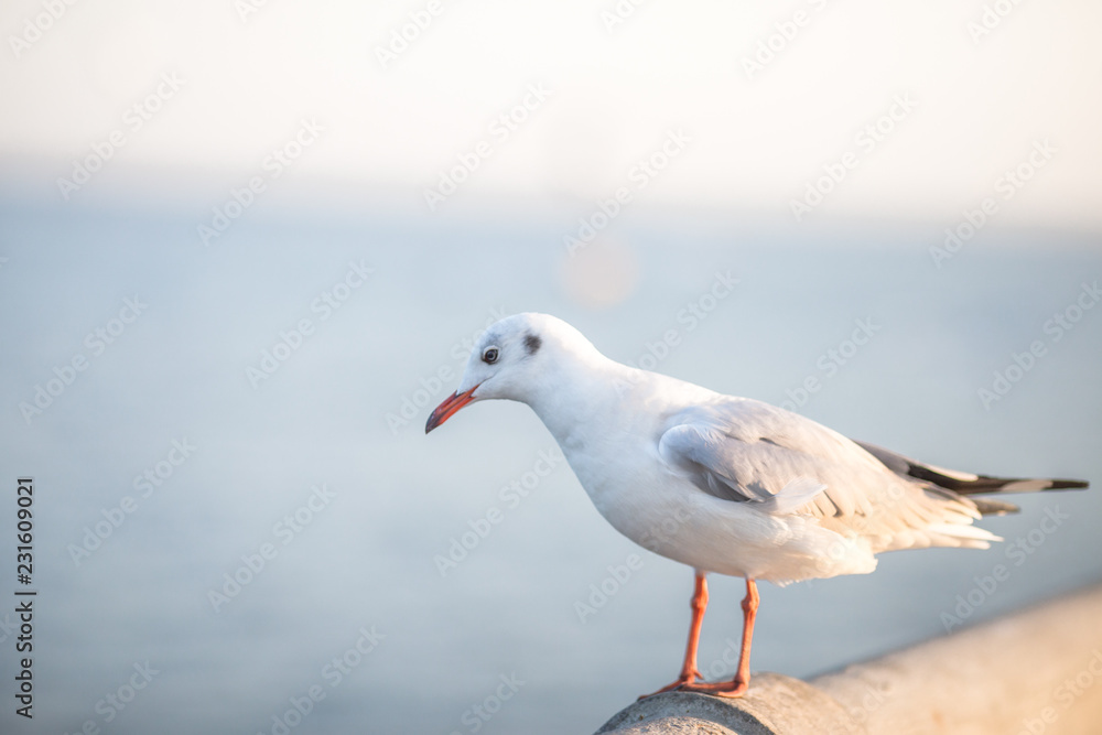 Larus brunnicephalus, Seagull, is a medium to large bird. , Gray or white hair, long mouth, and large feet. Are combined into a large crowd. Trivia along the coast Larus brunnicephalus, Seagull, is a medium to large bird. , Gray or white hair, long mouth, and large feet. Are combined into a large crowd. Trivia along the coast