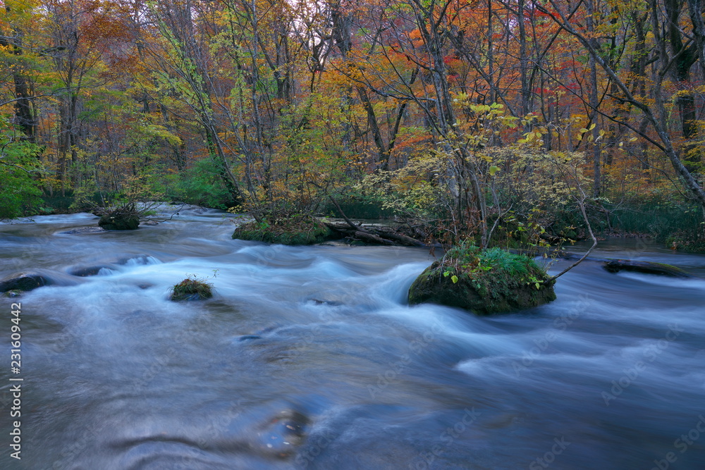 秋の奥入瀬渓流（日本）