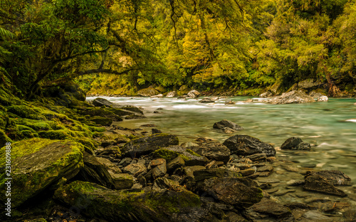 stony creek in green forest