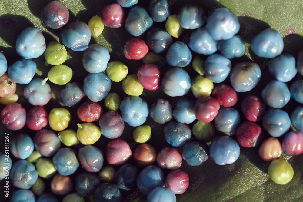 blue wild fruit in autumn on green background blue wild fruit in autumn on green background