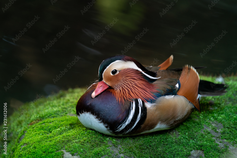 mandarin duck on mossy rock mandarin duck on mossy rock