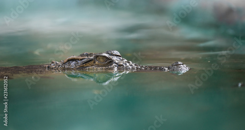 crocodile face and reflection in  water