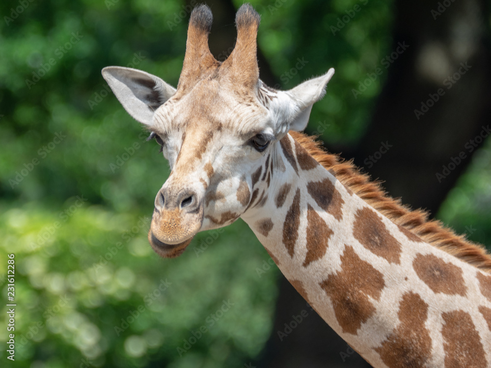 Fototapeta premium portrait of a giraffe
