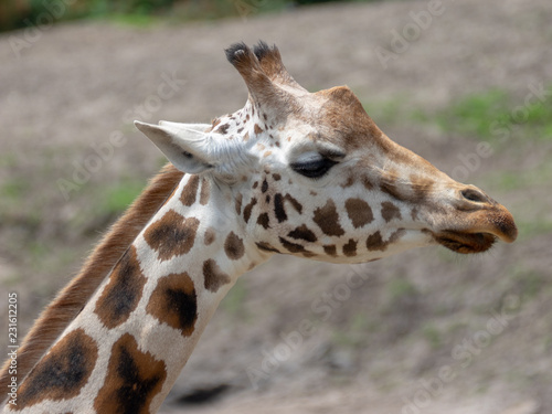 Photography portrait of a giraffe
