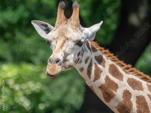 portrait of a giraffe © Iwan