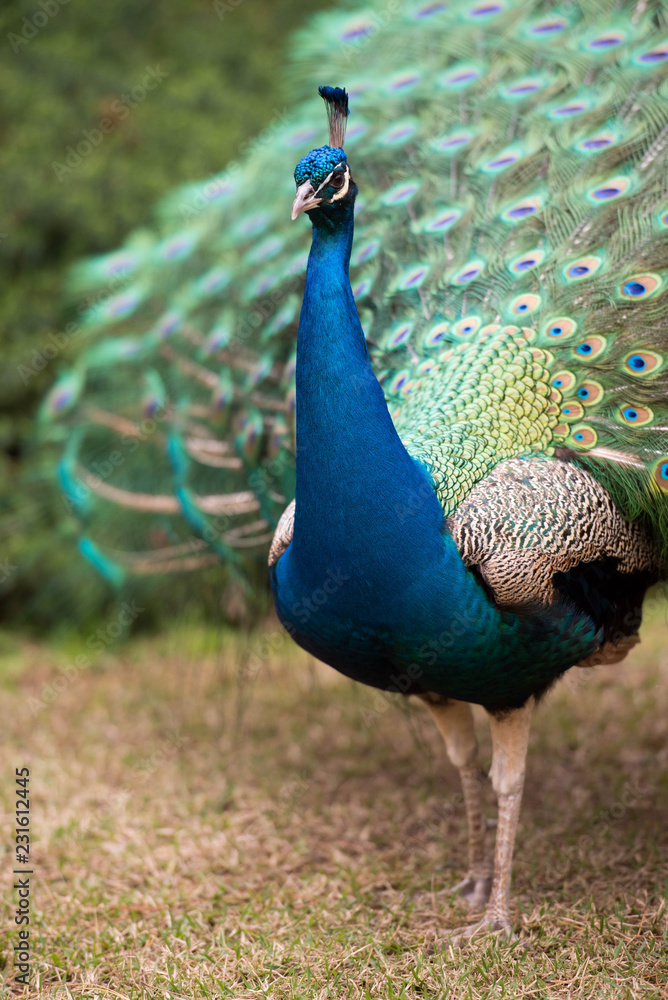 Obraz premium Peacock with feathers out