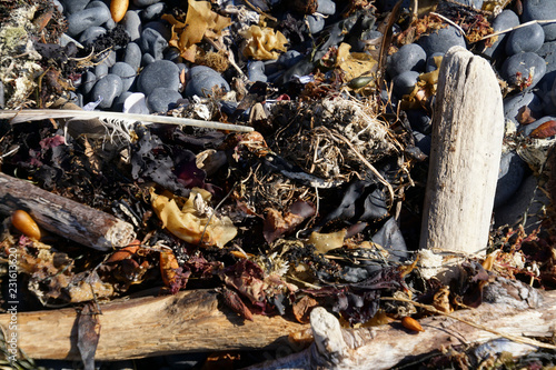 Driftwood and kelp form abstract patterns on Cobble Beach on Yaquina Head, Oregon coast