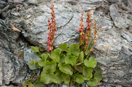 Alpine flower, Oxyria digyna (Alpine Mountain Sorrel). Photo taken at an altitude of 3200 meters, over the altitude limit for this species of flower.