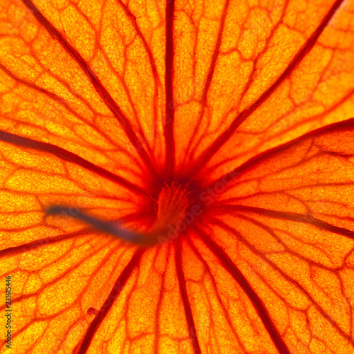 Physalis is an orange bubble super close up that goes into a blur. macrophotography 