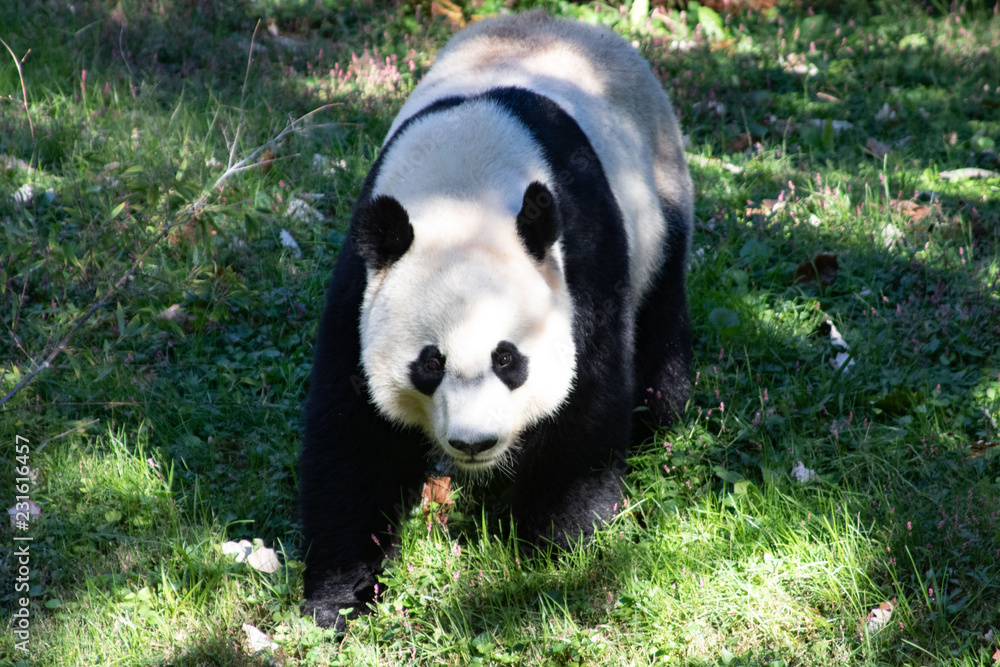 Obraz premium Panda Walking