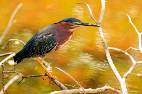 Juvenile Green Heron