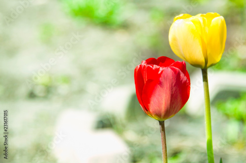 Two beautiful Tulip flower on a blurred summer backgrounds for cards 