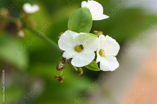 a flower and blur background