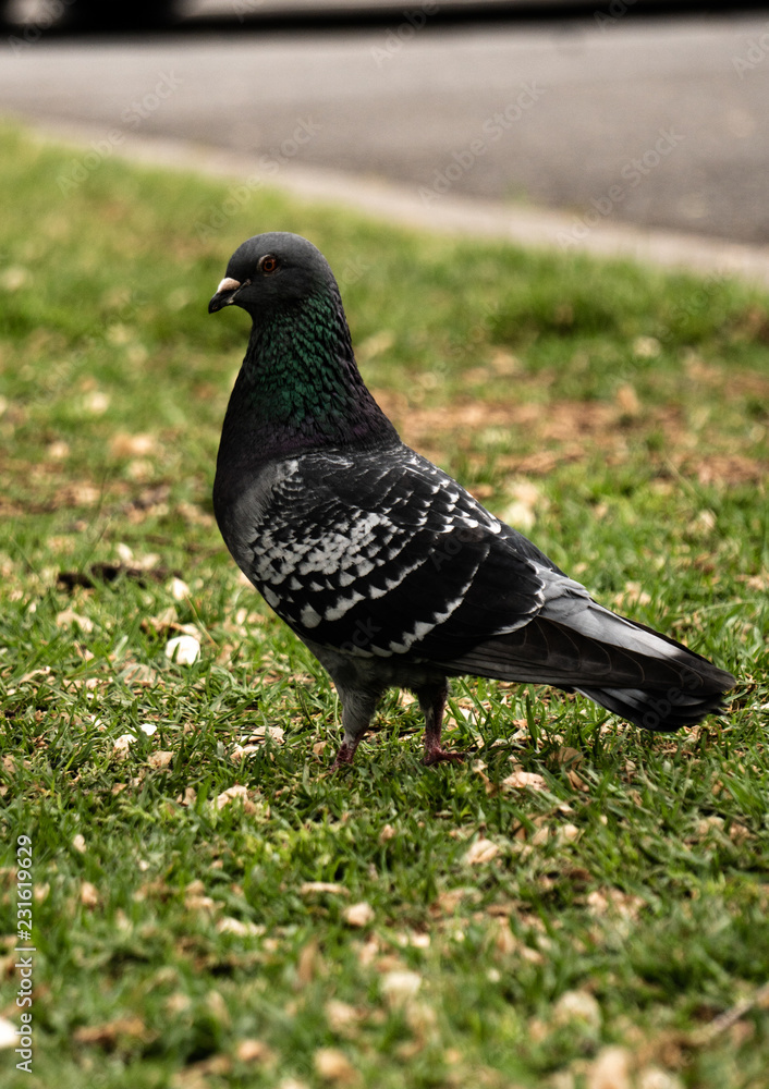 pigeon pigeon