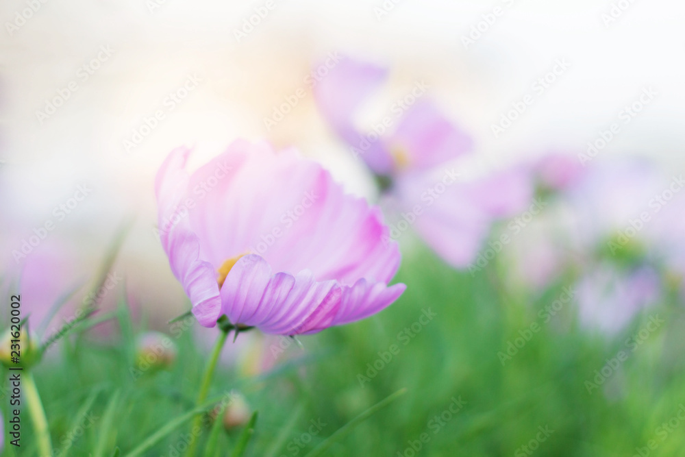 Fototapeta premium Beautiful of cosmos in winter.