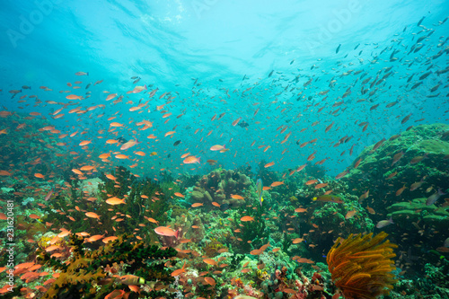 Fototapeta Naklejka Na Ścianę i Meble -  tropical ocean under sea