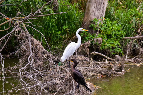 Great White Egret, and Cormorant on a fallen tree. Shiawassee National Wildlife Refuge. 