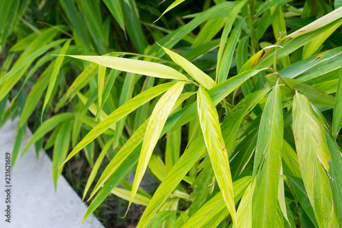 Dianella ensifolia plant in nature photo