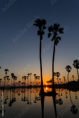 The sun is rising. Front of the sugar palm tree And a water reflection.