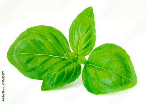Basil leaf isolated on white background. Fresh green basil herb. Macro.