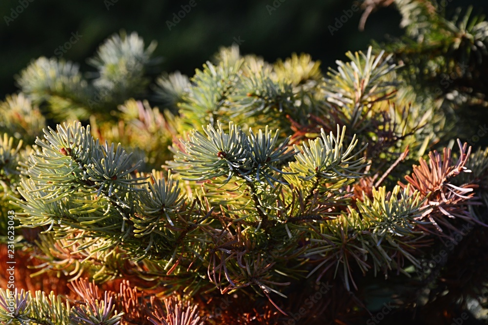 Autumn branch tips of coniferous subalpine fir tree Abies Lasiocarpa on dark background Autumn branch tips of coniferous subalpine fir tree Abies Lasiocarpa on dark background