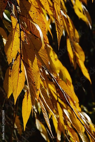 Yellow to orange leaves of winter-flowering cherry, also called spring cherry or Higan cherry, latin name Prunus subhirtella in november afternoon sun photo