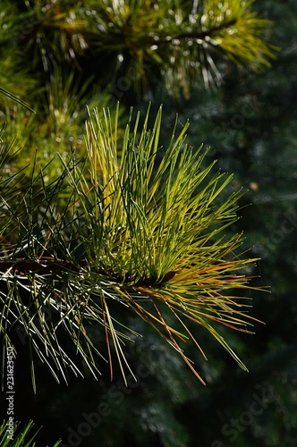 Lond needle fascicles of coniferious pine tree in afternoon november sunshine  photo