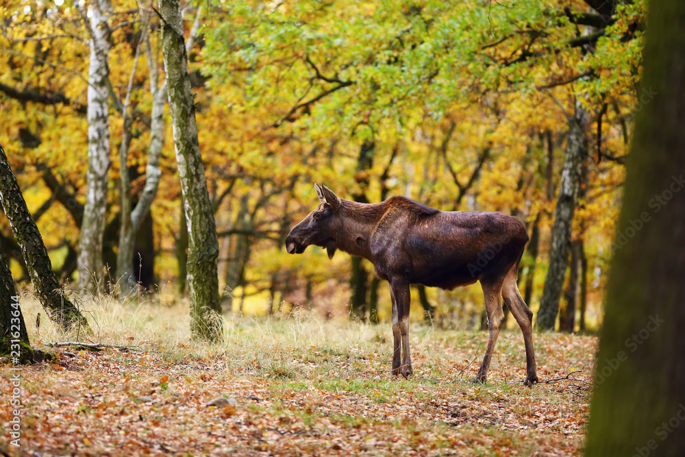 The moose (North America) or elk (Eurasia) scientic name ( Alces alces) in the autumn forest.Big female in the forest. The moose (North America) or elk (Eurasia) scientic name ( Alces alces) in the autumn forest.Big female in the forest.