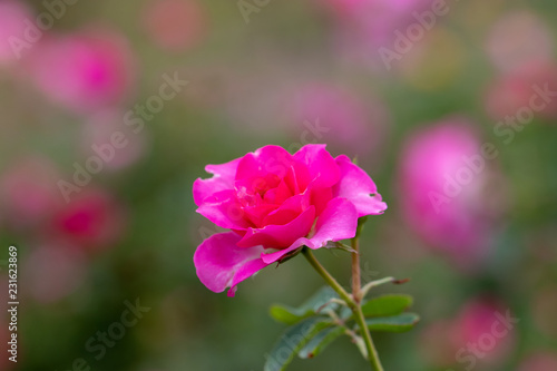 Pink rose flower at Narashino City  Chiba Prefecture  Japan