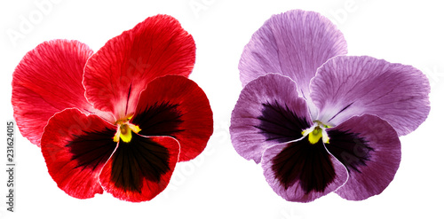 Pansies  red and violet flower on a white isolated background with clipping path.  Closeup no shadows.  Nature.