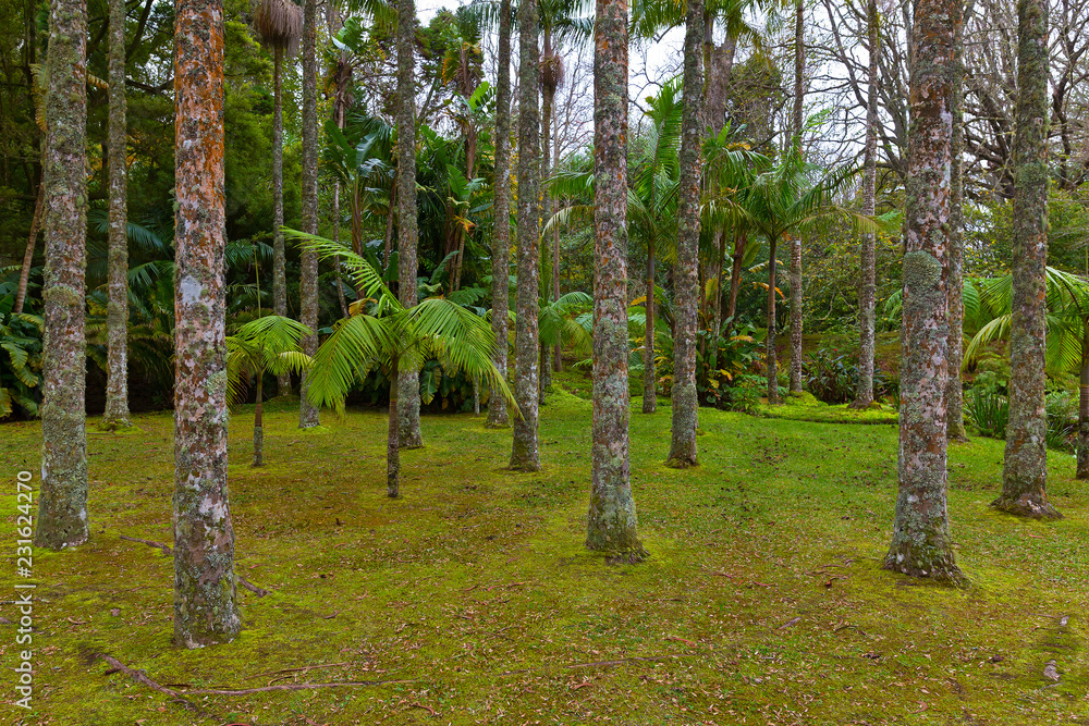 Naklejka premium Tropical park on Sao Miguel Island, Azores, Portugal. Forest magic of the large trees, palms and moss on the ground.