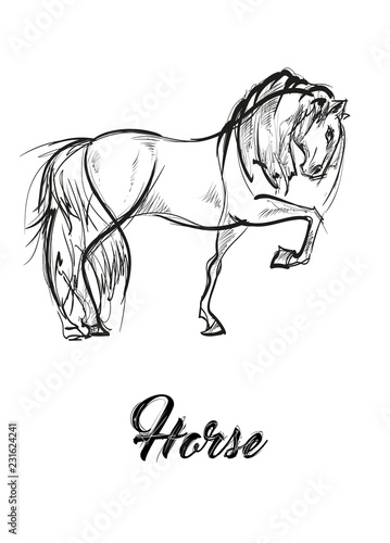 Horse brings up. Hand drawn vector illustration