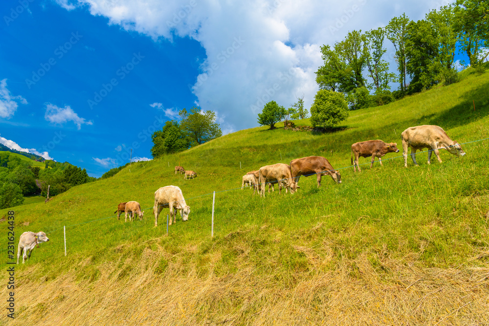 Brown cows eating grass in Alps village, Grabs, Werdenberg, St.