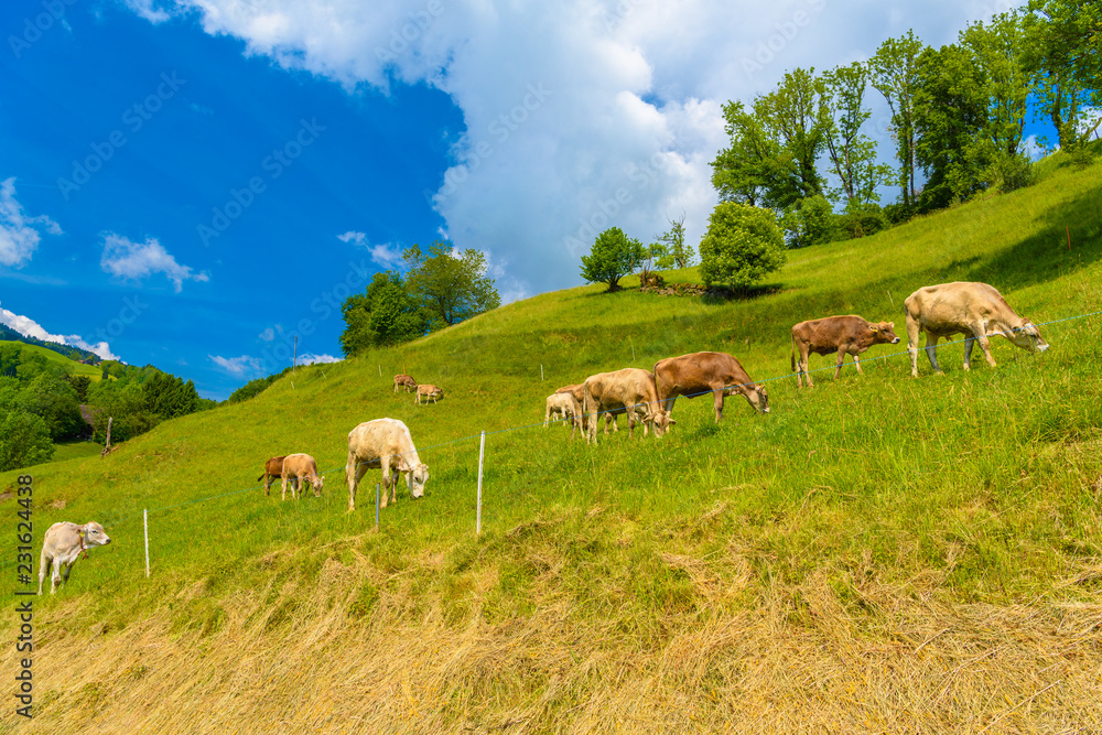 Brown cows eating grass in Alps village, Grabs, Werdenberg, St. Brown cows eating grass in Alps village, Grabs, Werdenberg, St.