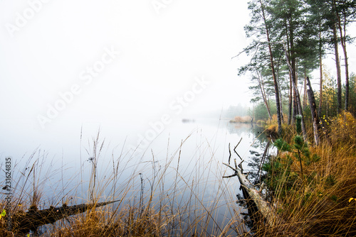 Autumn landscape. Morning fog, swamp and forest in the background. Cenas tirelis, Latvia photo