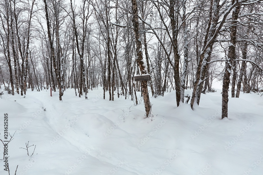Fototapeta premium Winter Path with Snow